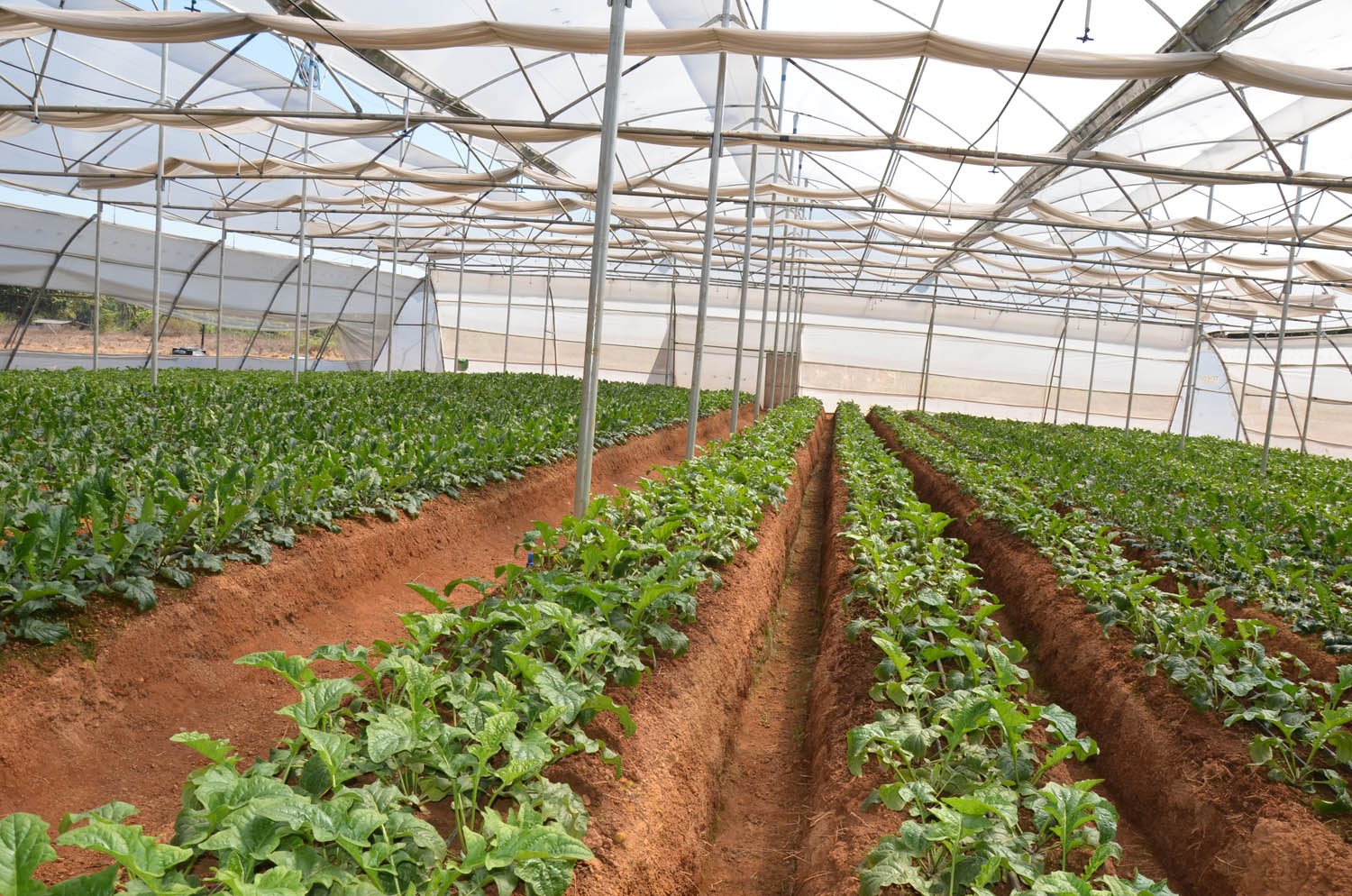 Greenhouse Project 31